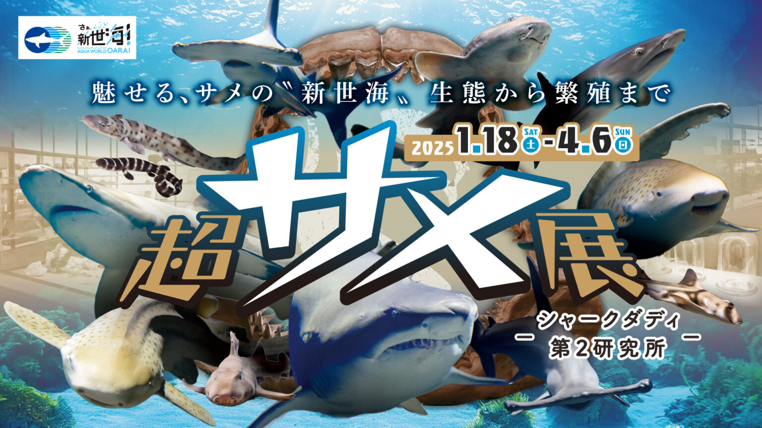 【開催告知-2025年1月】サメの特別企画～超サメ展～シャークダディ第2研究所～